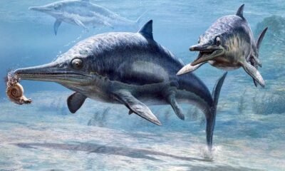 guizhouichthyosaurus fossil with thalattosaur in stomach