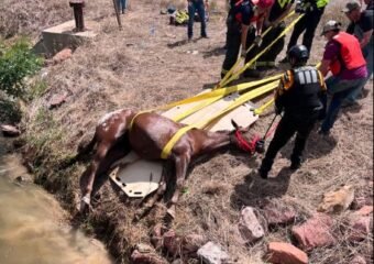 poudre fire authority rescues blind horse from canal