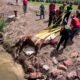 poudre fire authority rescues blind horse from canal