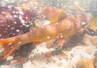 rainbow trout with sores in eagle county waterways