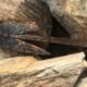 ancient reindeer hunting tools norway discovery