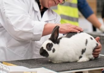 animal cruelty charges owen county 348 animals seized