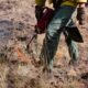 bucktail fire near nucla colorado 2024