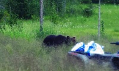 colorado human bear conflict reduction grant recipients