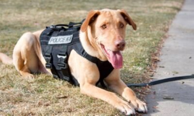 colorado public schools explosives detection dog security initiative