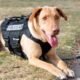 colorado public schools explosives detection dog security initiative