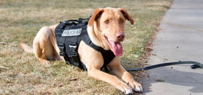 colorado public schools explosives detection dog security initiative