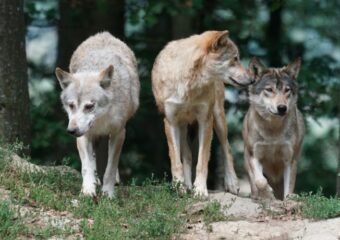 colorado wolf pack relocation 2024