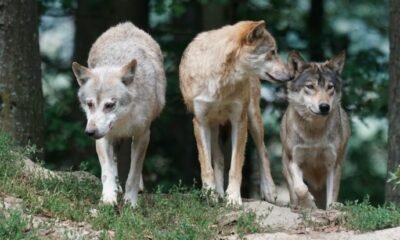 colorado wolf pack relocation 2024