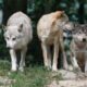 colorado wolf pack relocation 2024