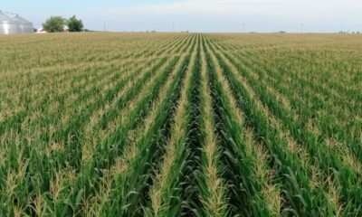 cornfield humidity weather impact