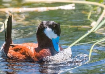 cpw emergency fish salvage meadow creek lake conservation efforts