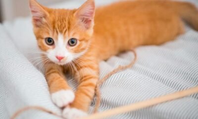 four eared kitten named audio in tennessee shelter