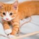 four eared kitten named audio in tennessee shelter