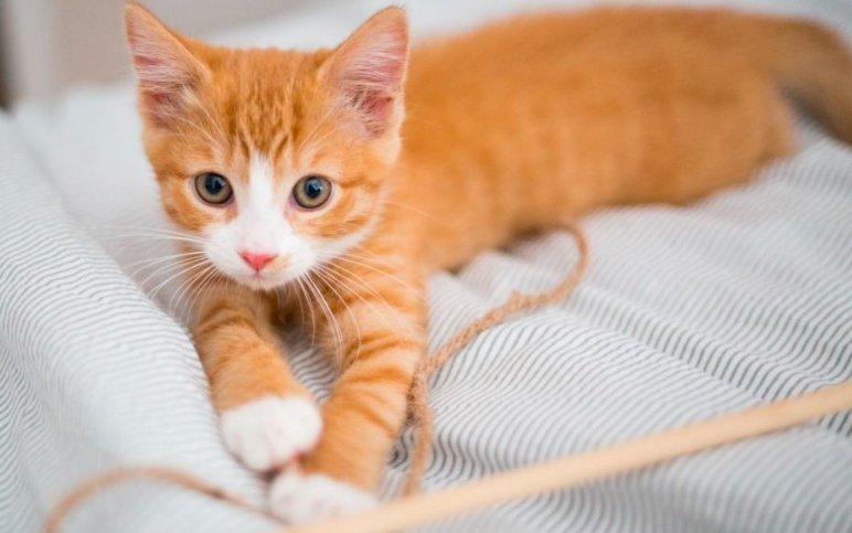 four eared kitten named audio in tennessee shelter