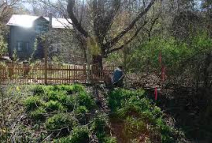 grand junction ash tree conservation efforts