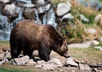human bear conflict reduction grant recipients 2024