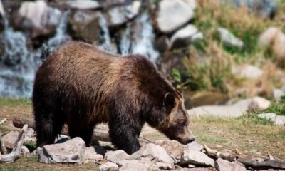 human bear conflict reduction grant recipients 2024