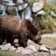 human bear conflict reduction grant recipients 2024
