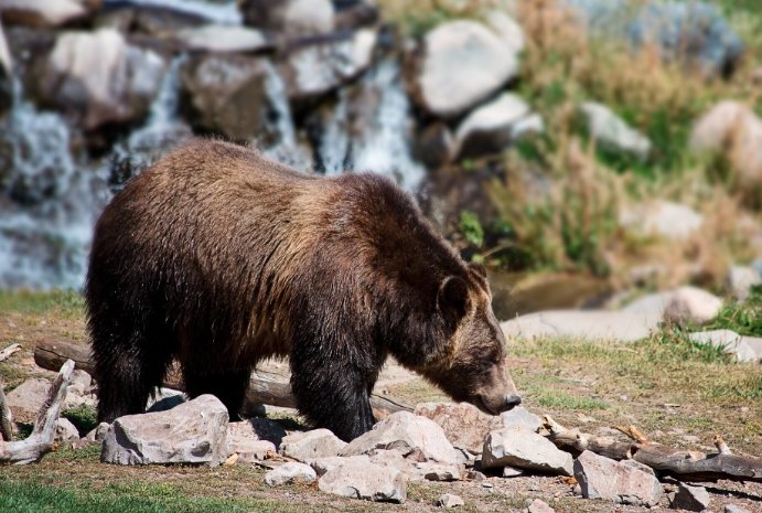 human bear conflict reduction grant recipients 2024