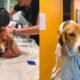 humane fort wayne clear the shelters week ahead of new facility move