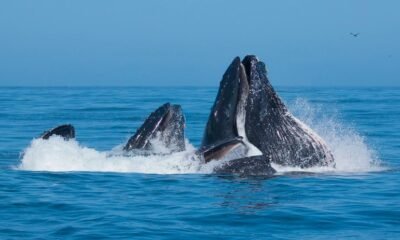 humpback whales using bubble nets to catch prey