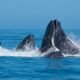 humpback whales using bubble nets to catch prey