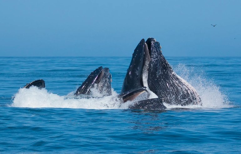 humpback whales using bubble nets to catch prey