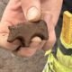 medieval animal toy discovered in seydisfjordur iceland