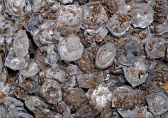 medieval coin hoard discovered in glottertal germany