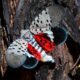 more spotted lanternflies expected northeast Indiana without hyphens to search for the image
