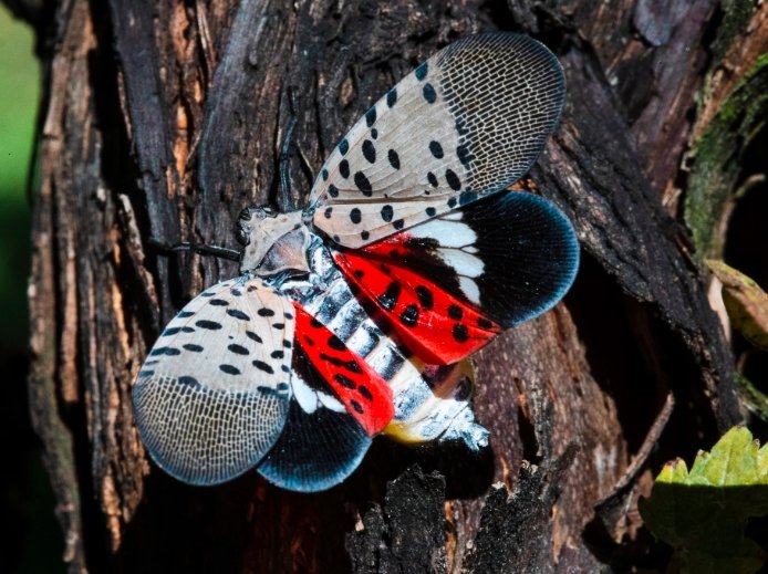 more spotted lanternflies expected northeast Indiana without hyphens to search for the image