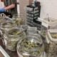 ohio recreational cannabis dispensary opening