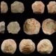 prehistoric stone balls used by early humans for bone marrow extraction