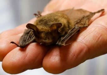 rabies infected bat delta county 2024