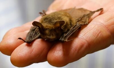 rabies infected bat delta county 2024