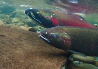 trout rescue operation in colorado springs