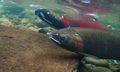 trout rescue operation in colorado springs