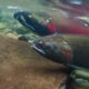 trout rescue operation in colorado springs