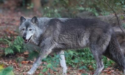 wolf pups relocation impact on ecosystem