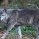 wolf pups relocation impact on ecosystem