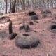 ancient stone jars in laos forest