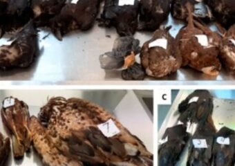 bat rabies positive delta county colorado 2024