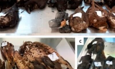 bat rabies positive delta county colorado 2024