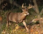 bonus antlerless deer quotas lowered allen wabash counties indiana