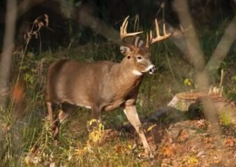 bonus antlerless deer quotas lowered allen wabash counties indiana