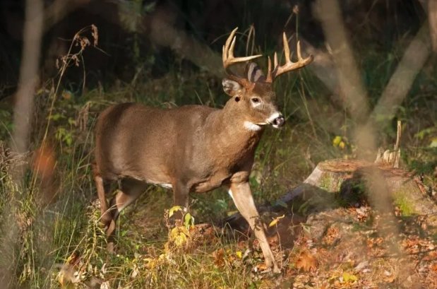 bonus antlerless deer quotas lowered allen wabash counties indiana