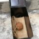 century-old world war i grenade found in hong kong potato chip factory