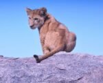 colorado mountain lions hunting ban