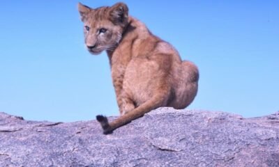colorado mountain lions hunting ban